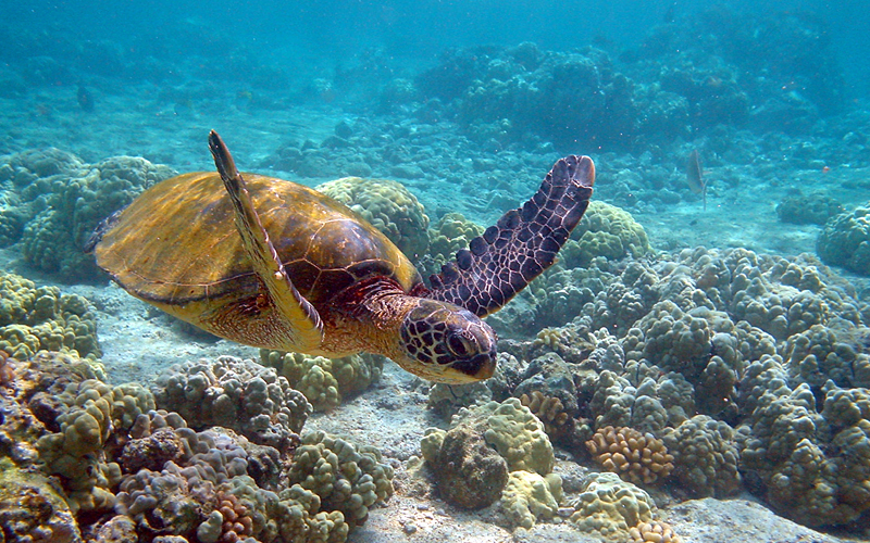 mahatma-gandhi-marine-national-park-india