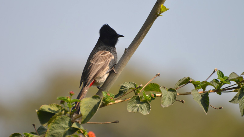 morni-hills-wildlife-india