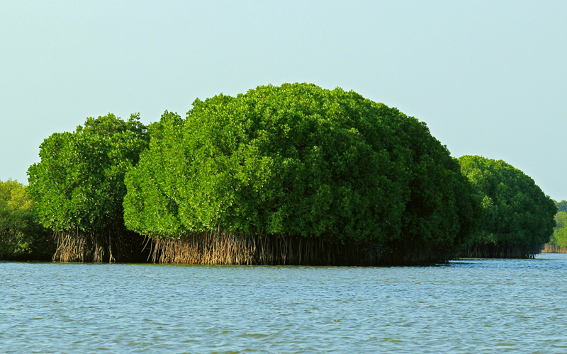 pichavaram-mangrove-forest-india
