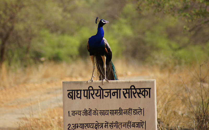 sariska-national-tiger-reserve-india
