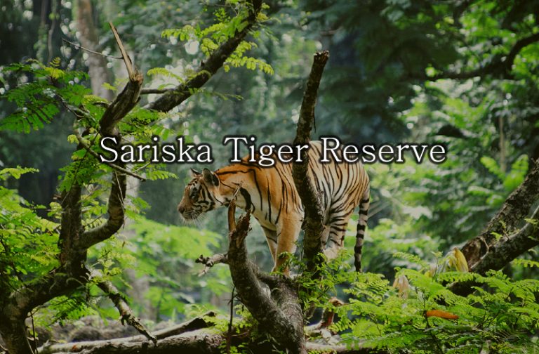 sariska-tiger-reserve-india