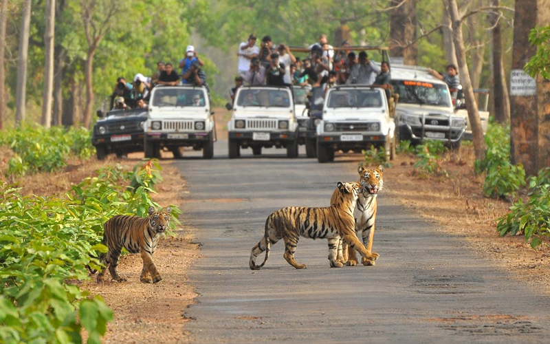 sitamata-wildlife-sanctuary-india