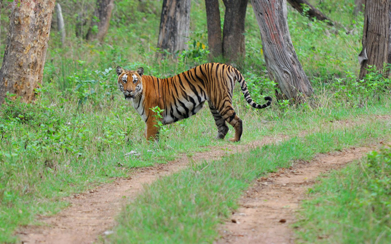 topchanchi-wildlife-sanctuary-india