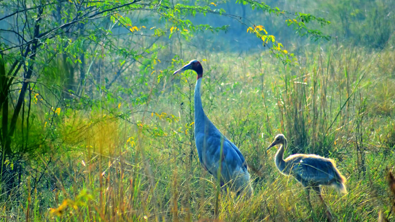 bharatpur-sanctuary-india