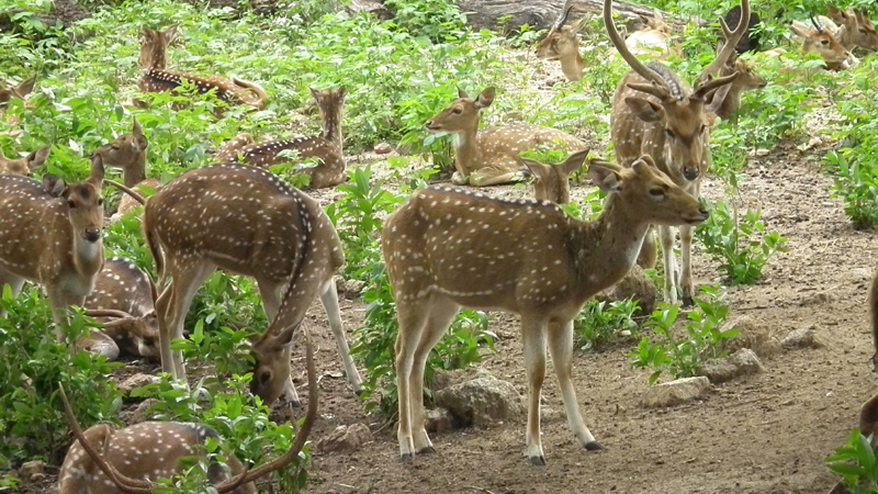 chandoli-forests-india