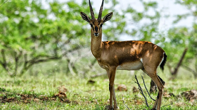 cotigo-wildlife-sanctuary-india