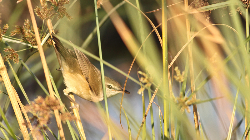 jatinga-bird-watching-center-india