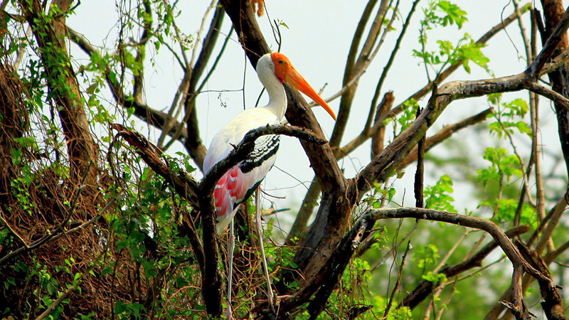 vedantangal-bird-sanctuary