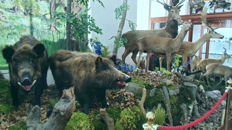 zoological-museum-india