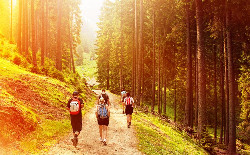 deodar-forest-himachal-india