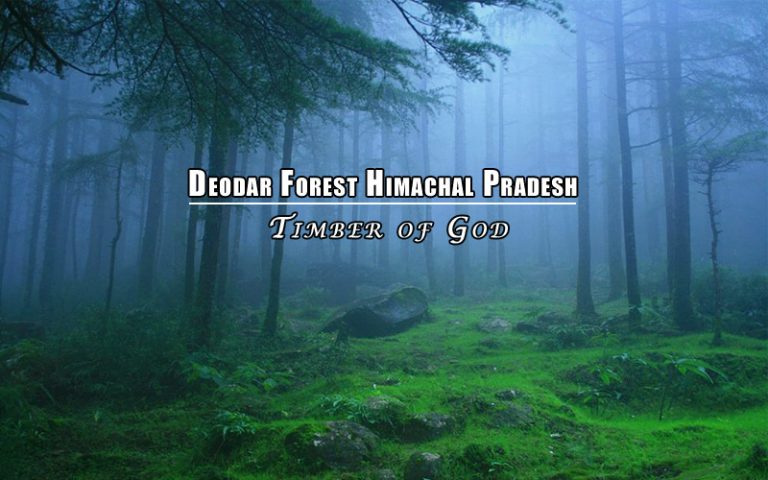 deodar-forest-himachal-pradesh-india