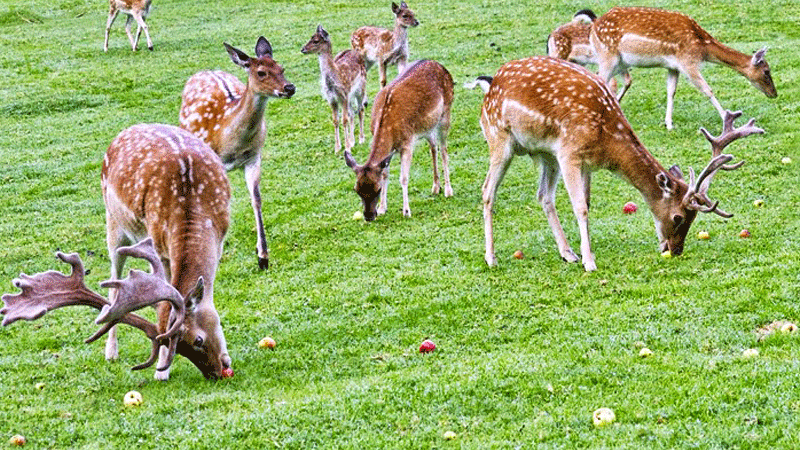 kanchula-korak-musk-deer-sanctuary