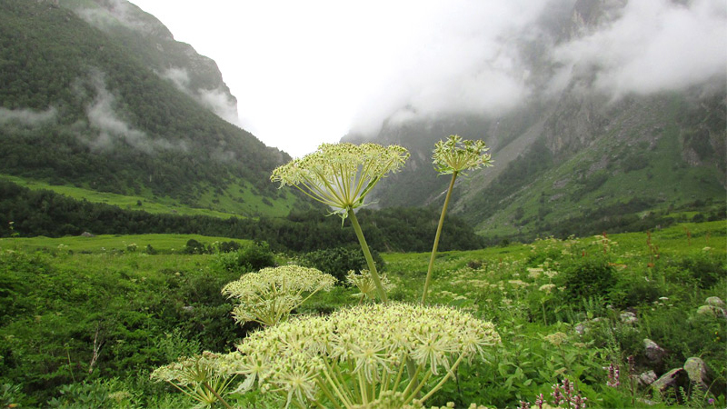 valley-of-flowers-valley-of-flowers-national-park-uttarakhand