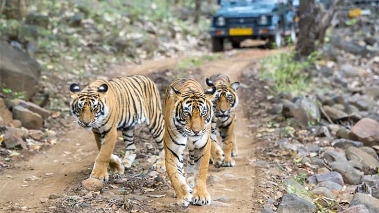 bandhavgarh-national-park-india