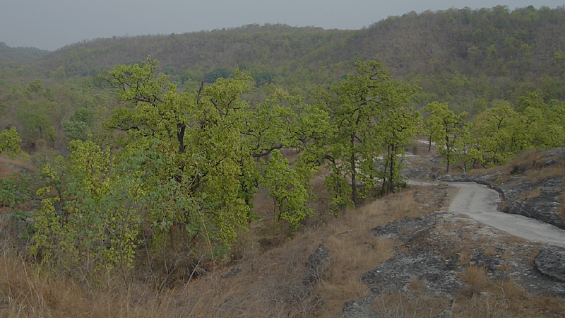 climber's-point-Bandhavgarh