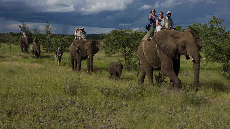 elephant-safari-bandhavgarh-india