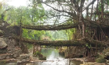 double-decker-living-root-bridge