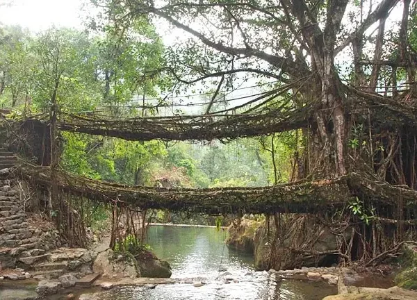 double-decker-living-root-bridge