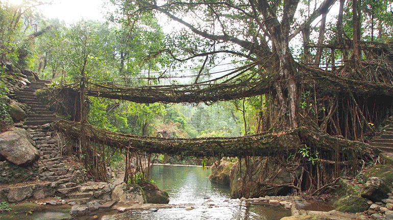 double-decker-living-root-bridge