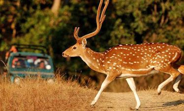 gir-national-park-safari-1