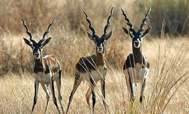 blackbucks-kanha