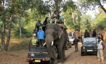 elephants-bandhavgarh