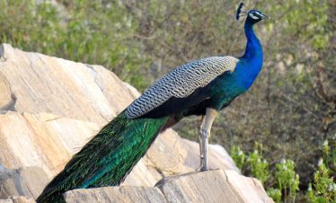 gir-national-bird