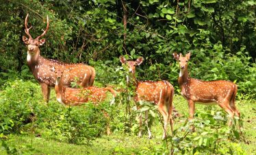 kaziranga-deer
