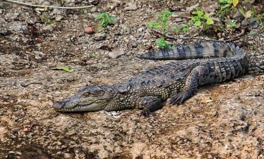 mugger_crocodile_in_gir_forest_national_park