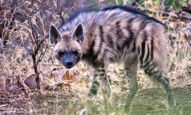 striped_hyena-gir-india
