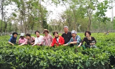 tea-garden-in-north-east