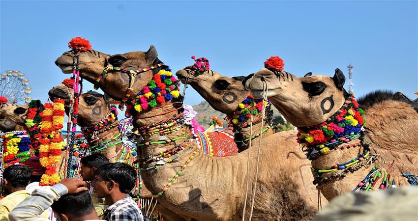 What is the Pushkar Camel Fair?