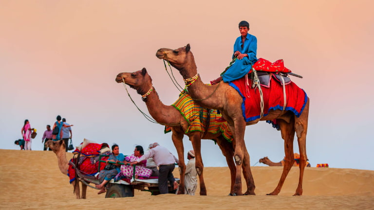 Camel Safari