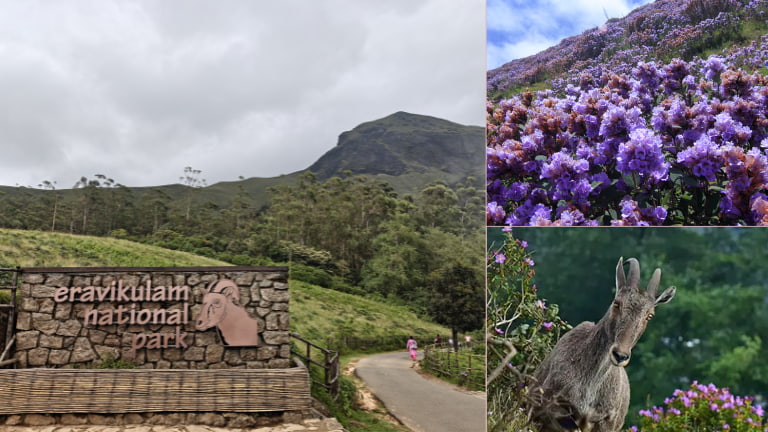 Eravikulam National Park