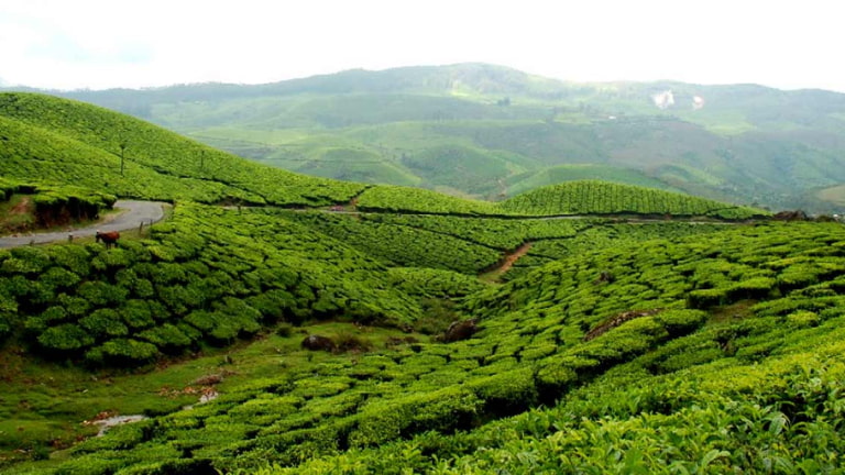 Top Places to Visit in Munnar, Kerala