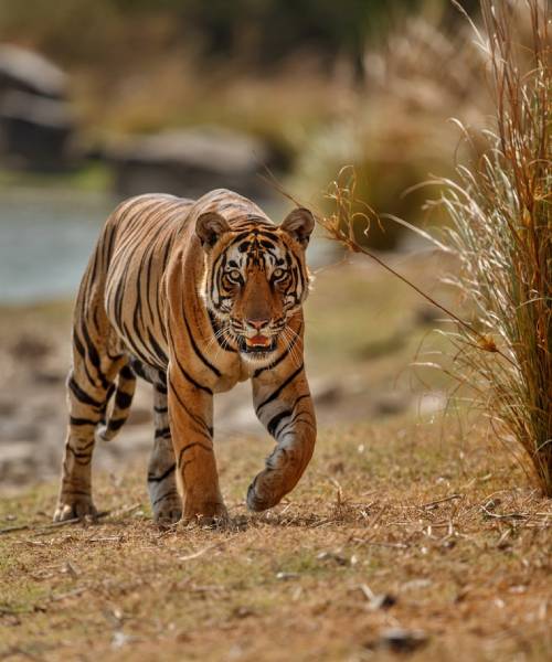 Wildlife Tour Packages in India