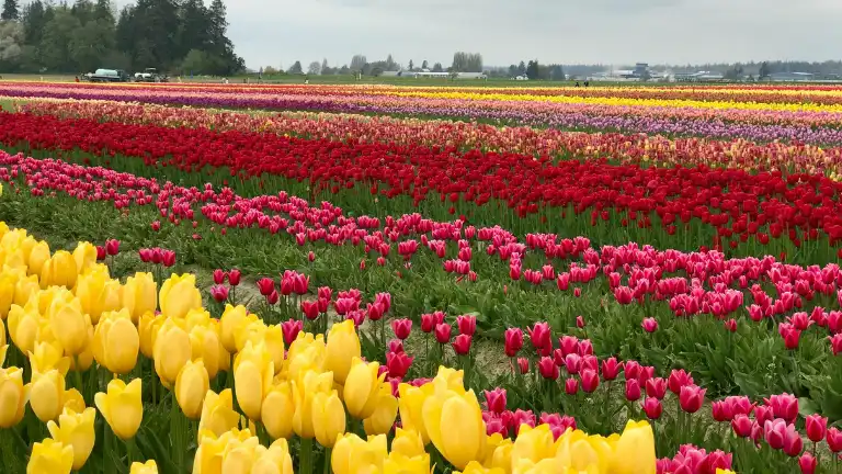 Best Travel Tips for Visitors