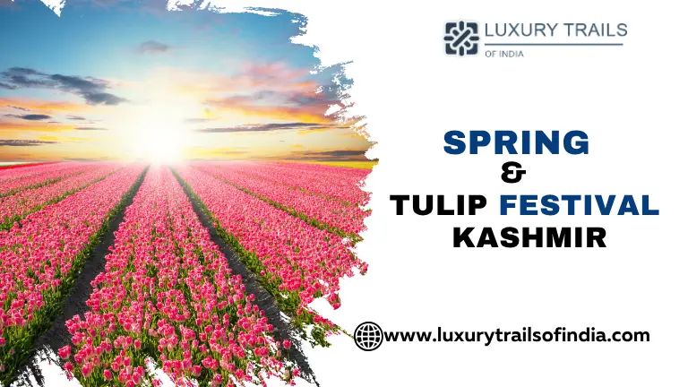Spring & Tulip Festival – Kashmir