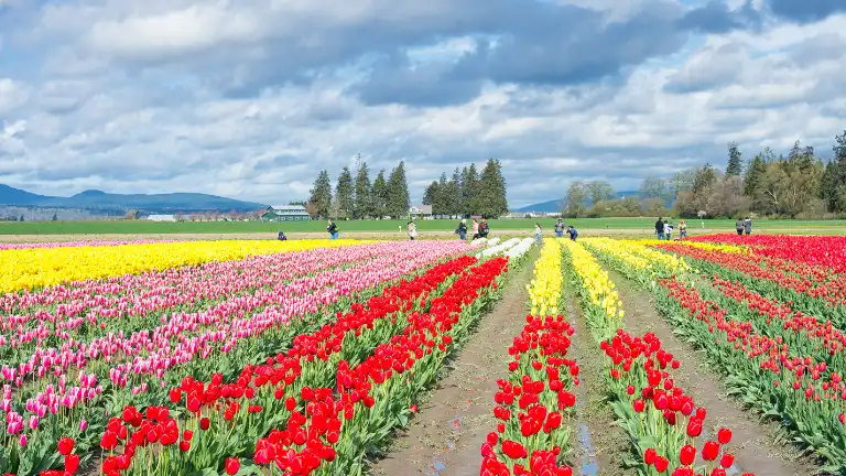Srinagar Tulip Festival 2026 Overview