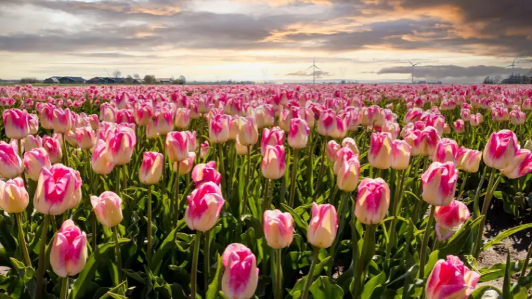 Things to Do at Spring & Tulip Festival Kashmir 2026