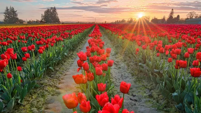 Tulip Festival Srinagar Dates and Timings for 2026