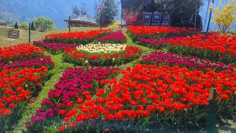 Why is the Kashmir Spring and Tulip Festival celebrated