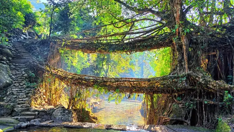 Double Decker Living Root Bridge